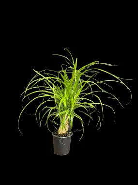 Ponytail Palm 'Guatemalan Stump'